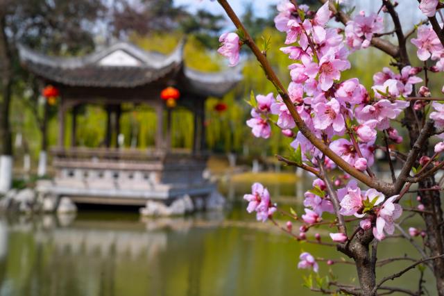 南京学宫旅游有限公司鸣羊街分公司（愚园景点）